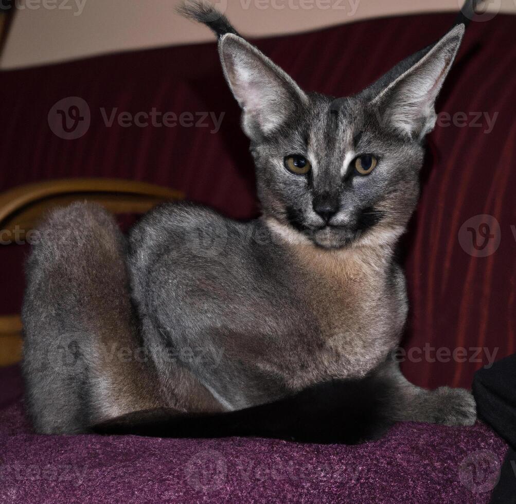 Caracal with a combination of wild cat photo