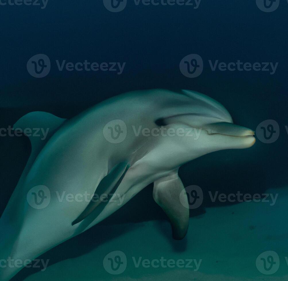 Dolphin swimming in the Red Sea photo