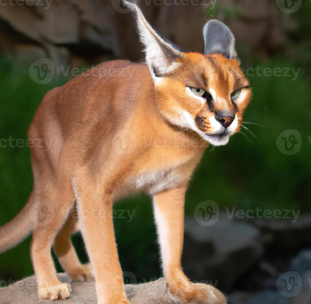 Caracal with a combination of wild cat photo