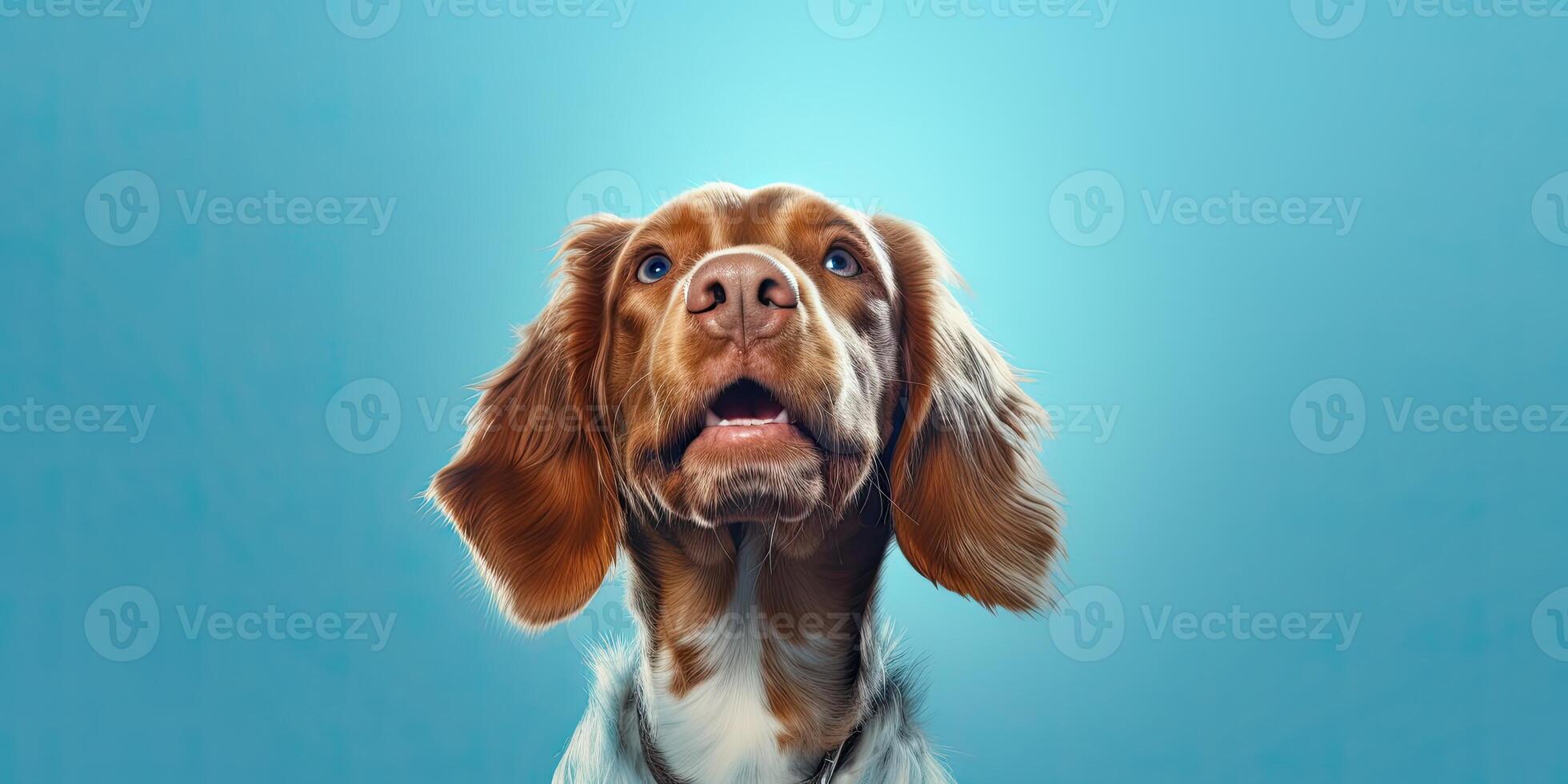 Dog portraite on a minimal blue background for banners photo