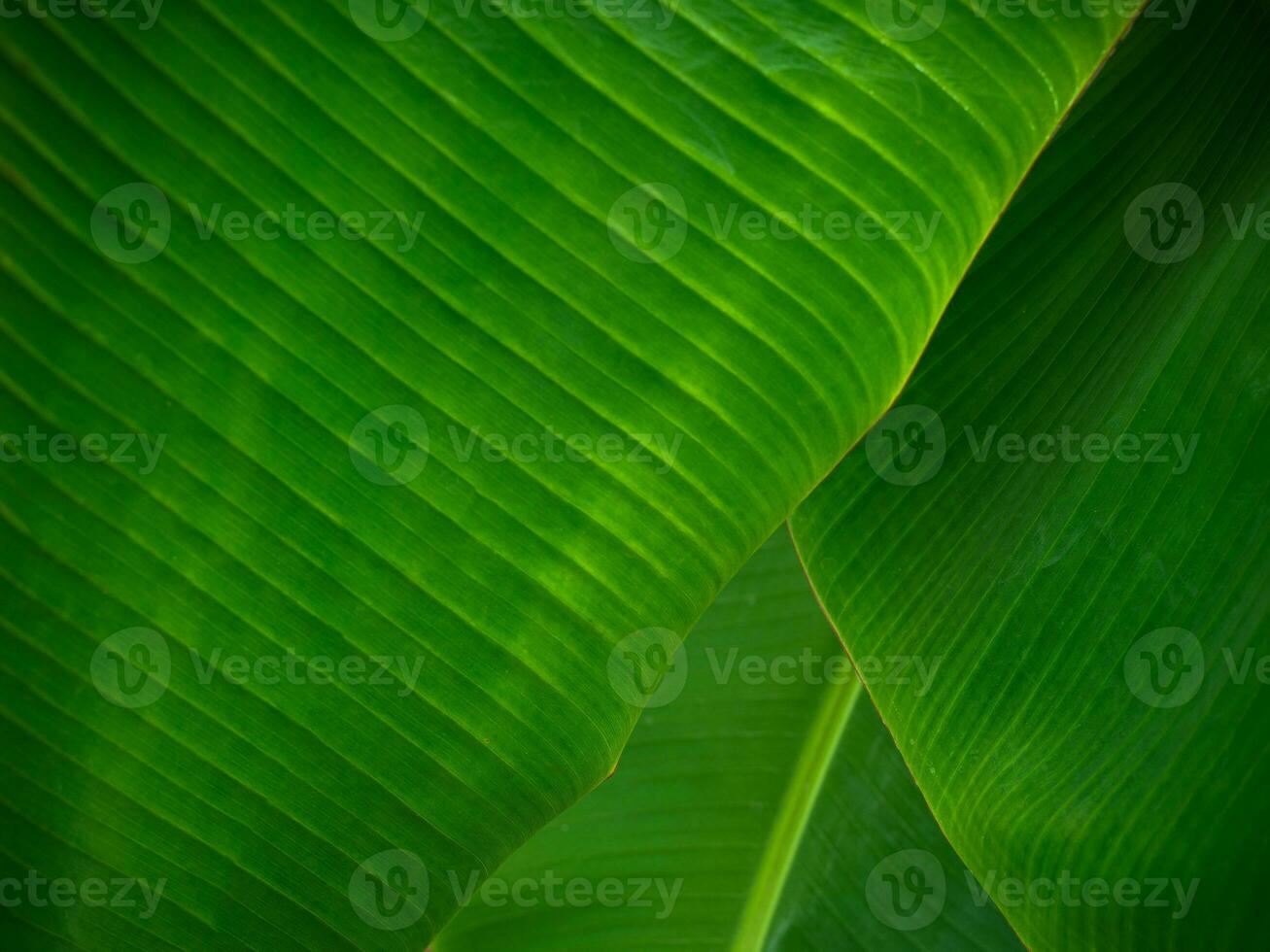 Banana leaf background. Abstract background. natural background photo