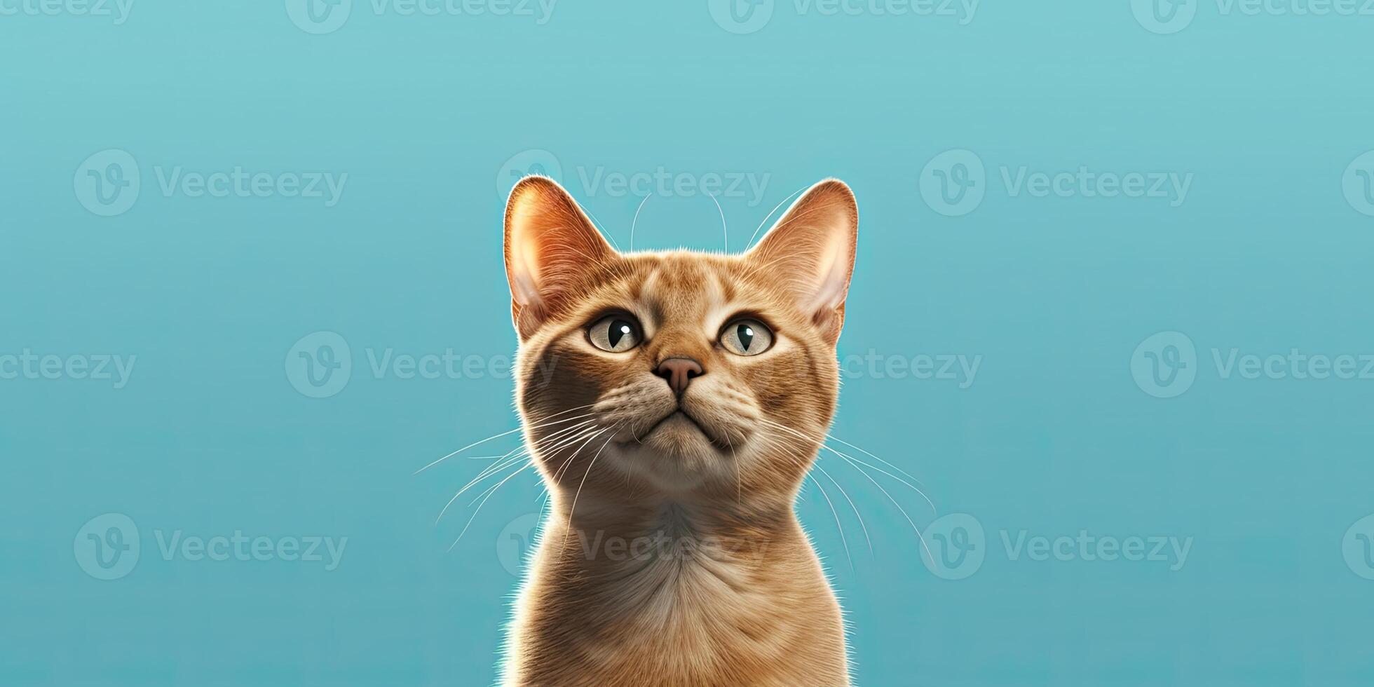 Cat portraite on minimal blue background for banners photo