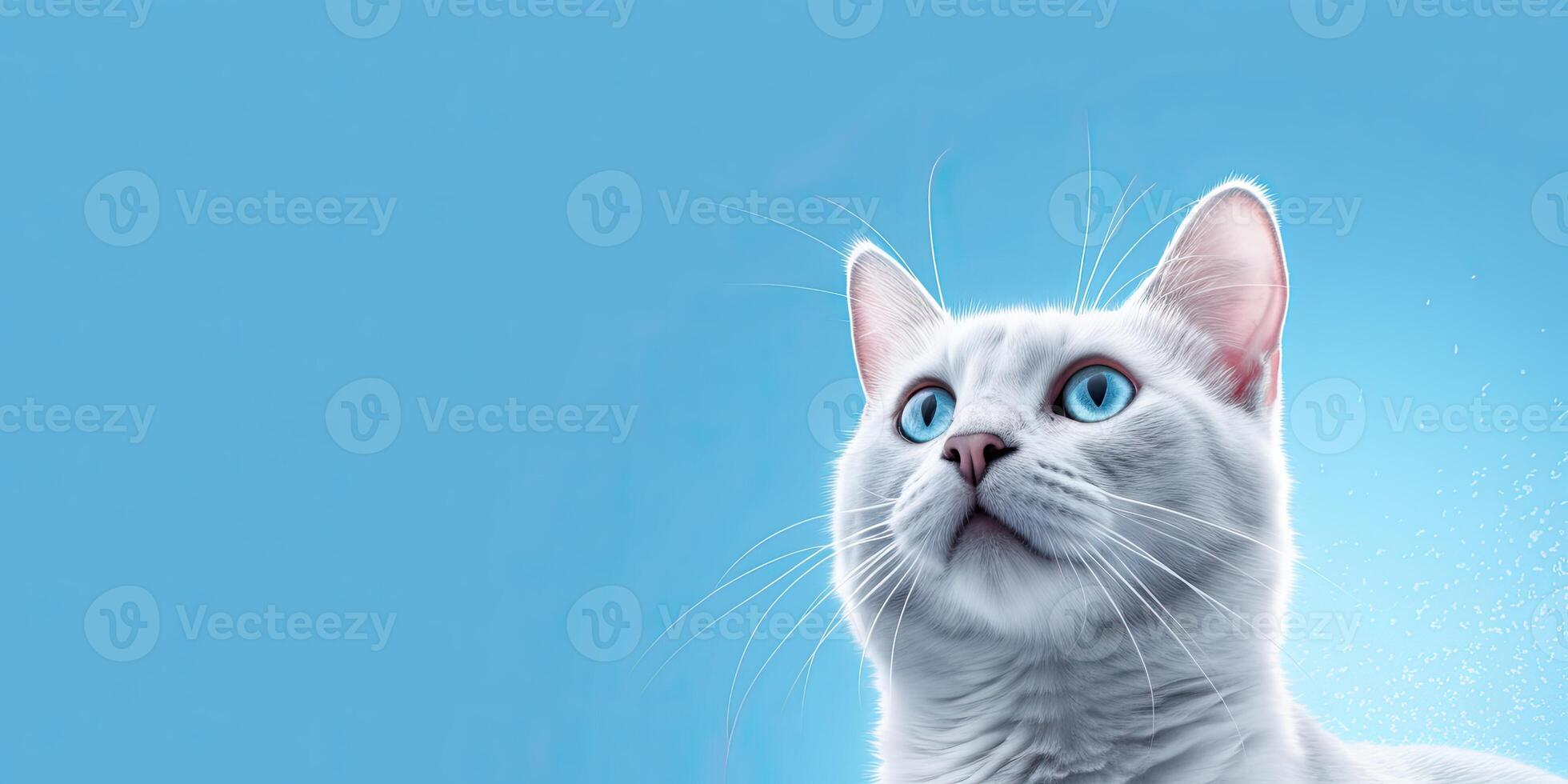 Cat portraite on minimal blue background for banners photo