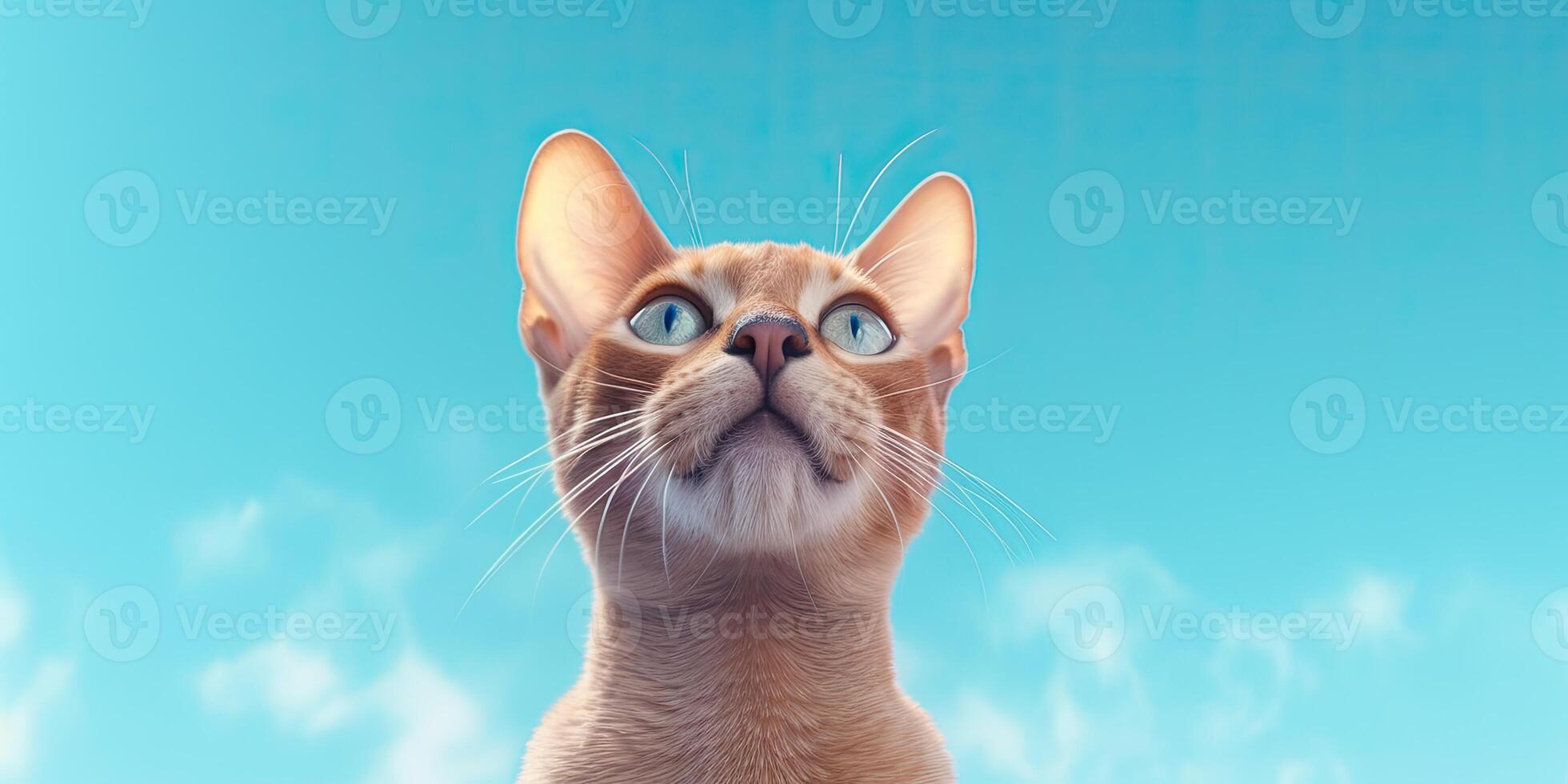 Cat portraite on minimal blue background for banners photo