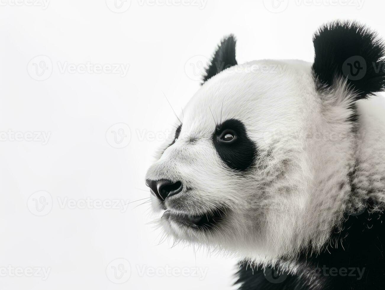 de cerca de un panda aislado en un blanco antecedentes foto