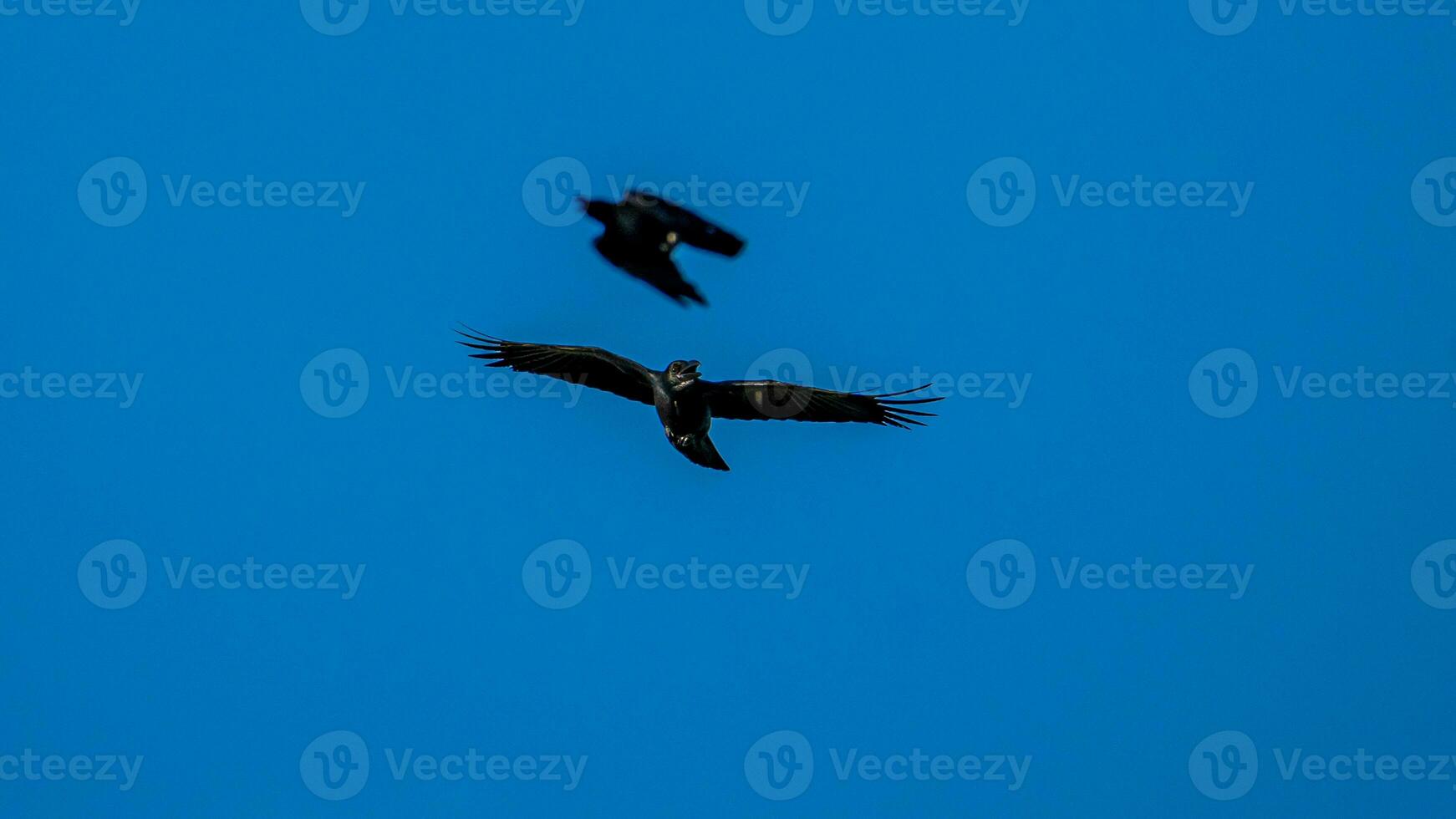 pájaro volando en el cielo azul foto