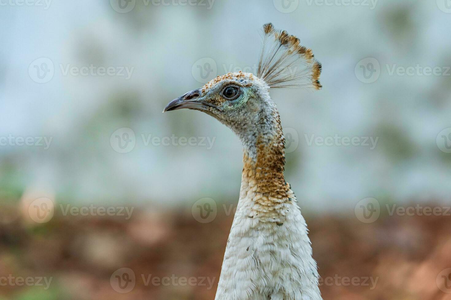 peacock walking in the garden blur background photo