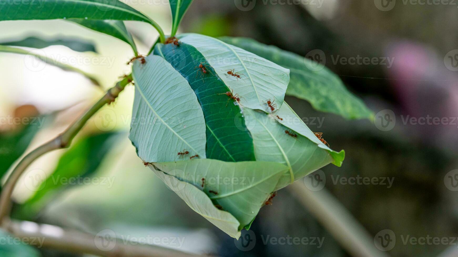 Red fire ants building nest on tree photo