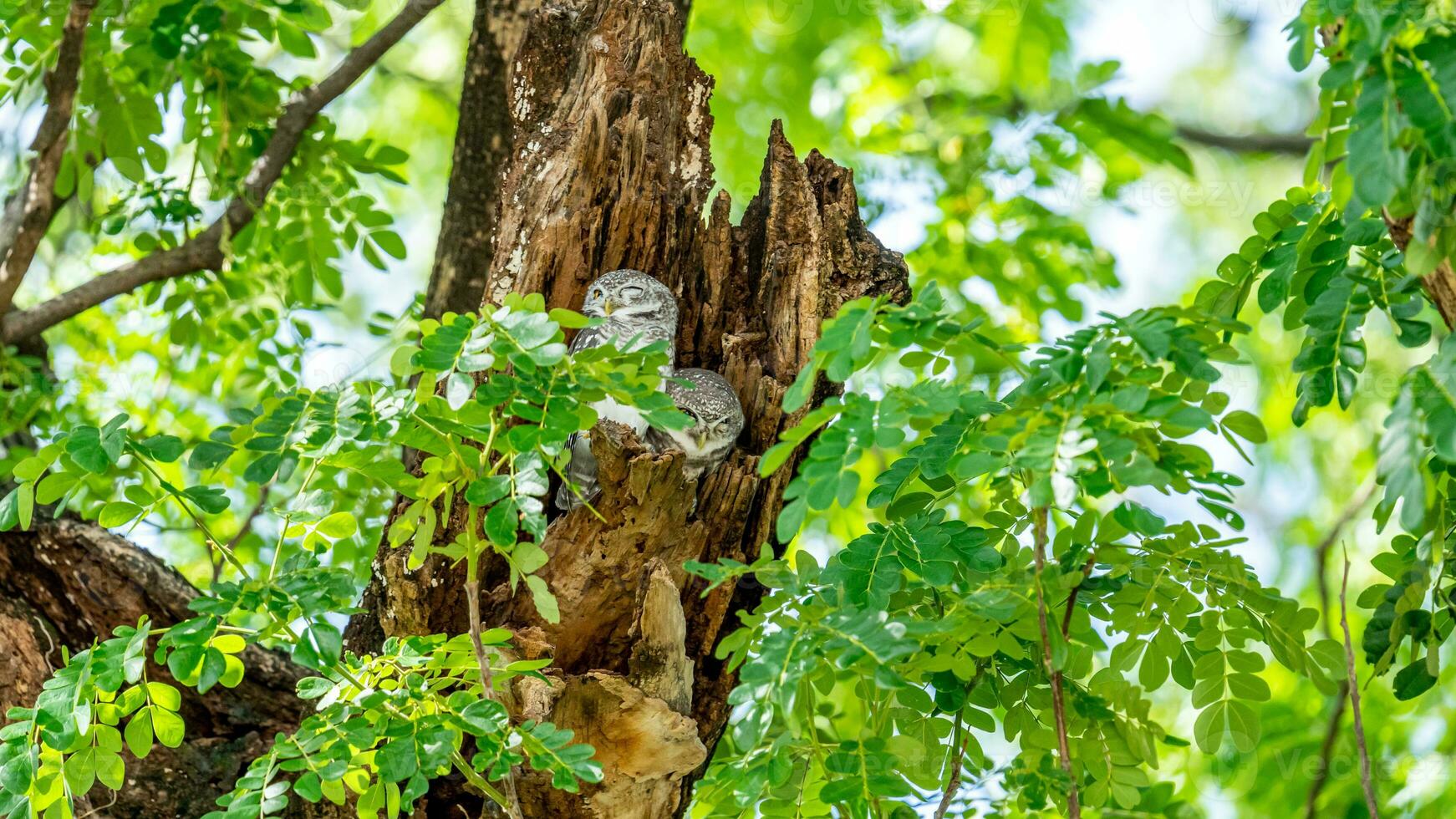 Spotted Owlet on tree in the garden photo