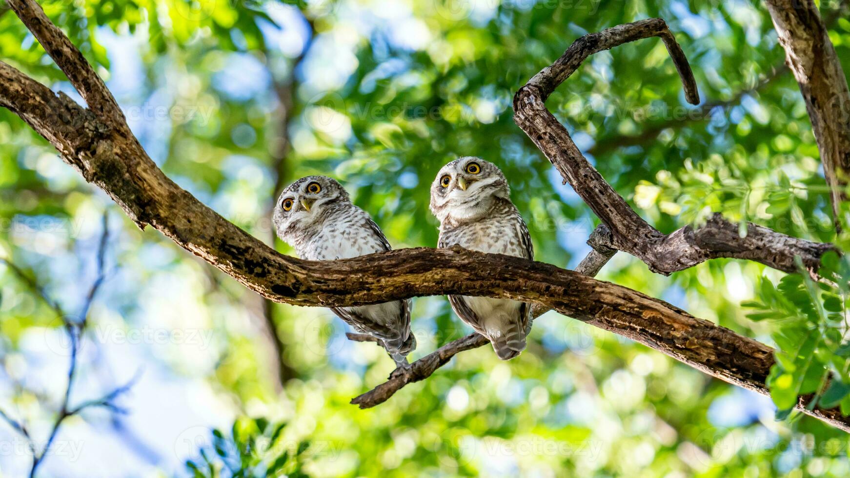 Spotted Owlet on tree in the garden photo