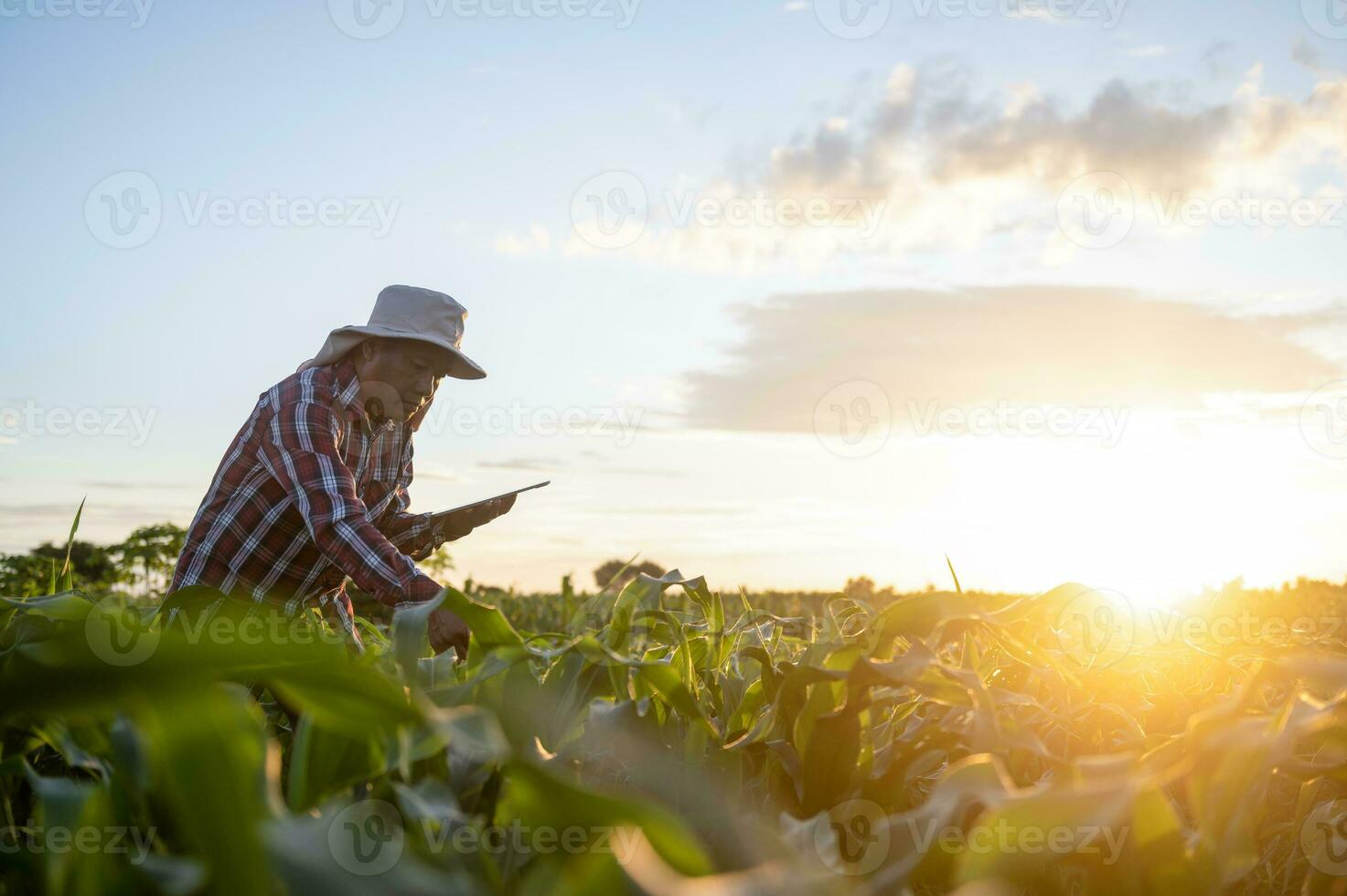 agricultura analizando maíz cosecha datos con tableta y puesta de sol ligero tecnología enlace maíz tierras de cultivo datos a Internet foto