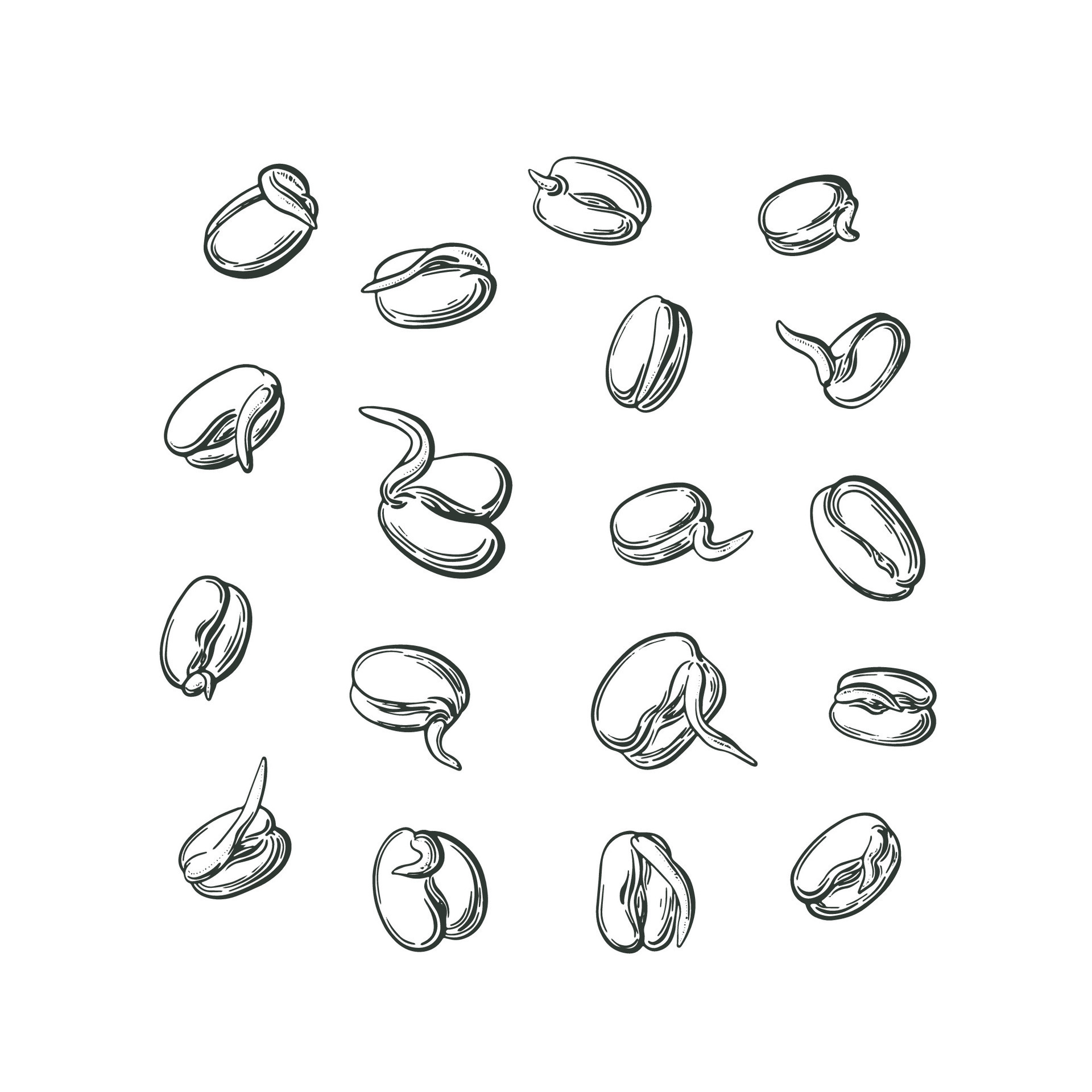 Mung sprouts. Vector set of graphic bean. Vegan 26843233 Vector Art at