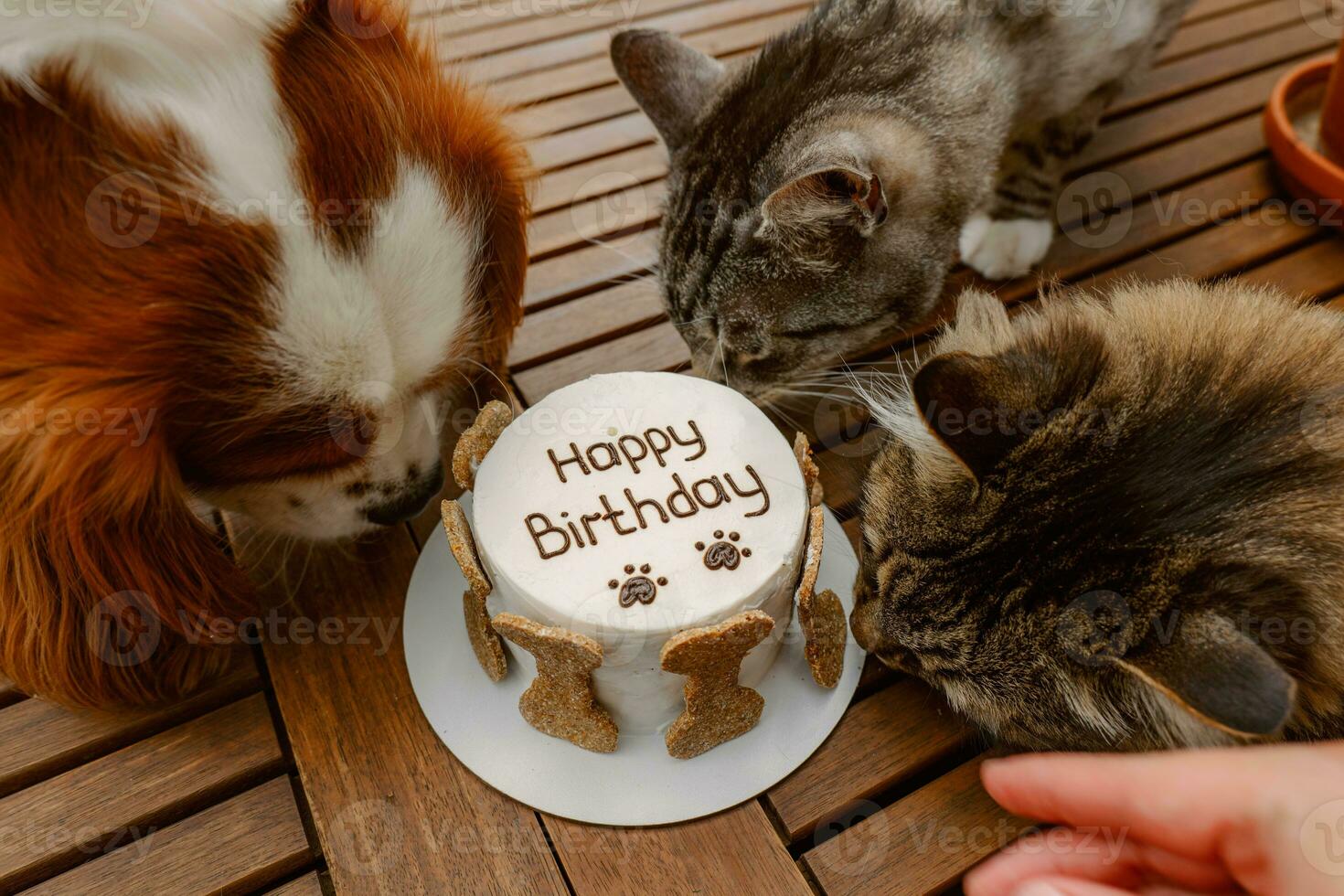 Animal's birthday party. Dog and cats celebrate birthday. Cake for pet made of cookies in shape of meat bones. photo