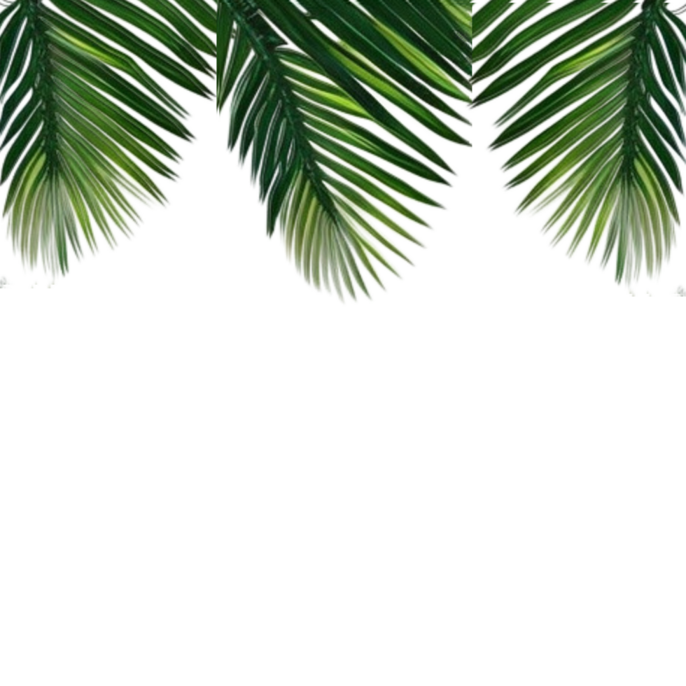 Tropical green palm leaves border frame on transparent background ...