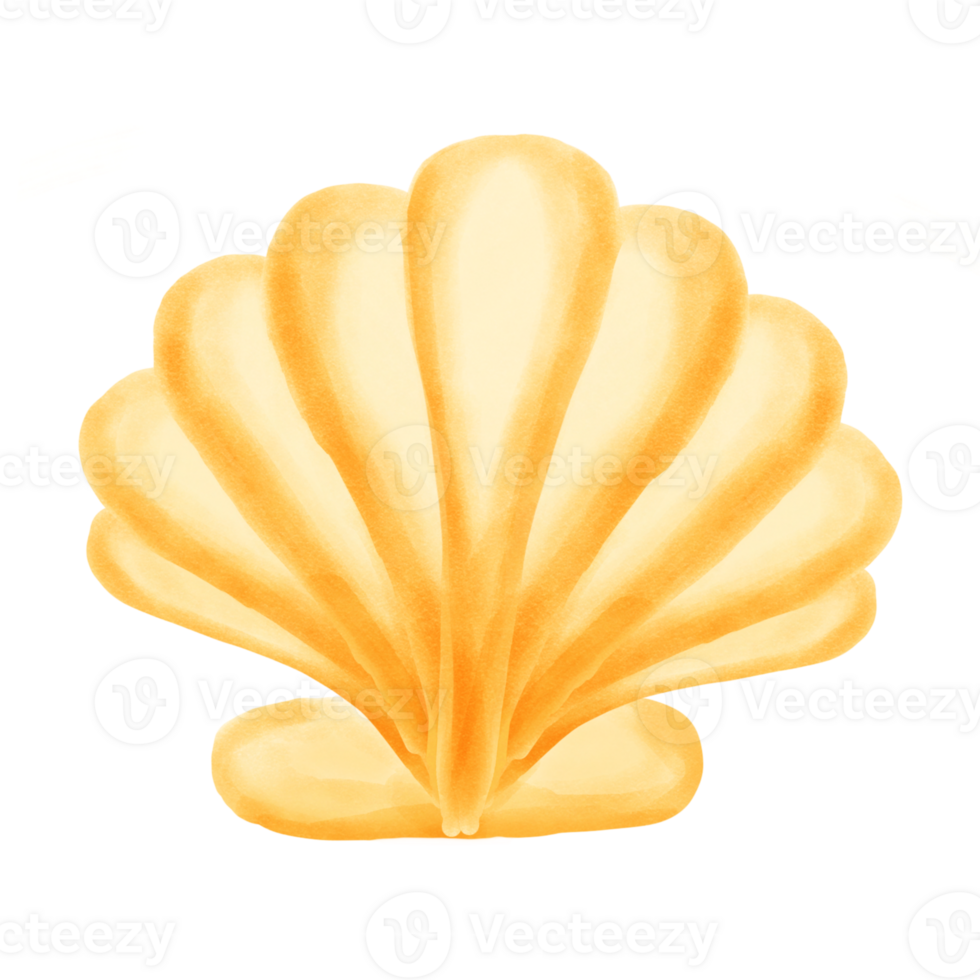 seashell ocean animalsea png