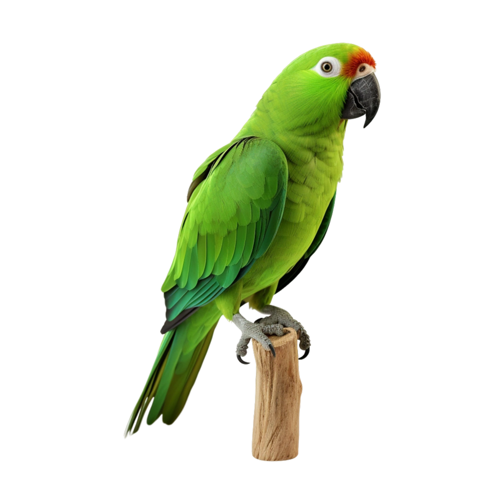 beautiful green parrot sitting on the wood png