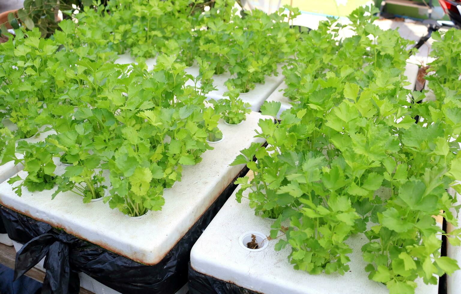 Young Chinese celery growing on white foam box in hydroponic method farm photo
