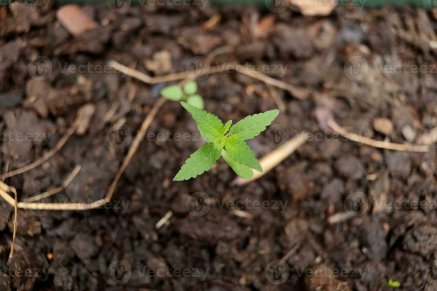 Top view, small seedling of cannabis or marijuana growing on dark ground. photo