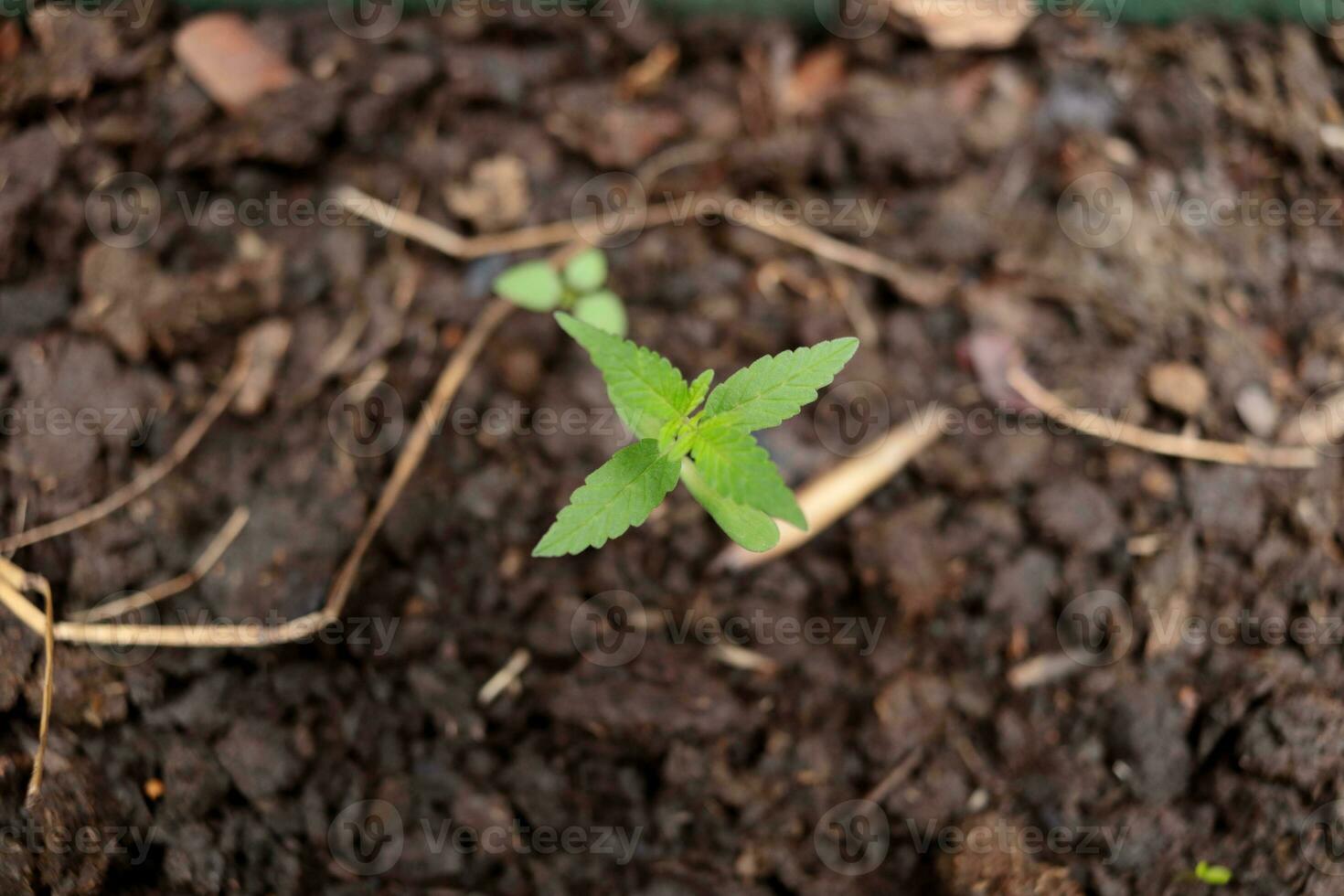 parte superior vista, pequeño planta de semillero de canabis o marijuana creciente en oscuro suelo. foto