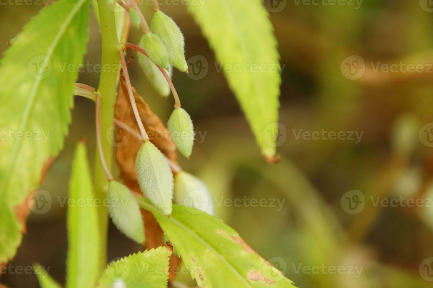 Garden Balsam's seed pod oval shape on branch in nature. Another name is rose balsam, Touch-me-not, Spotted snapweed. Native plant in India and Myanmar. photo