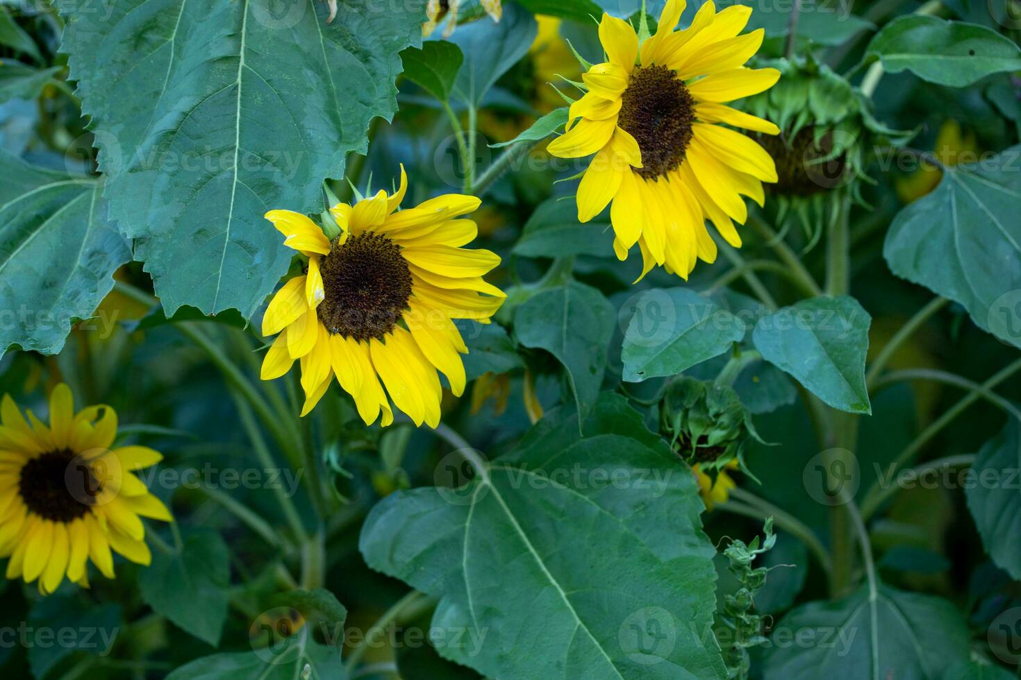 Three blooming yellow sunflower. Real healthy food. Agriculture. Square format. Copy space. photo