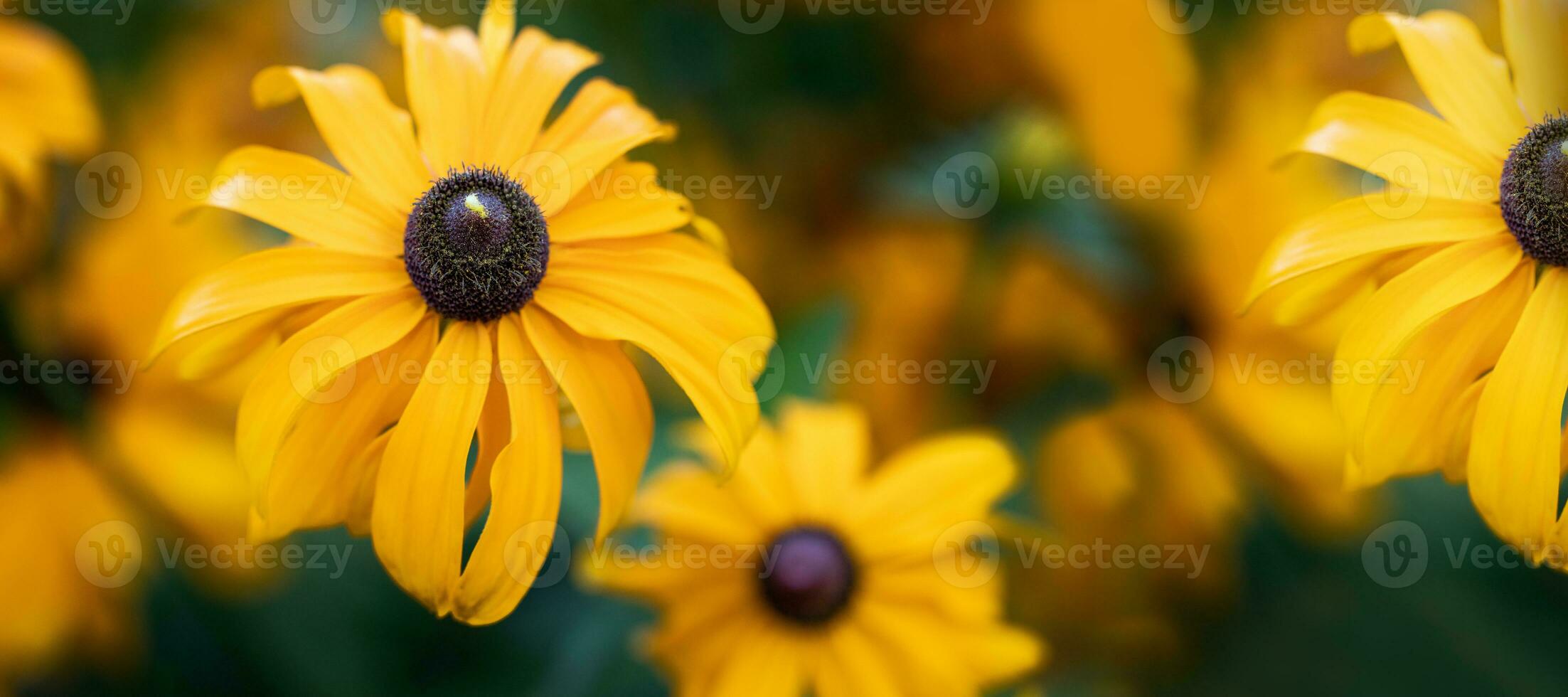 coneflowers Rudbeckia cerca arriba. útil planta para salud. . herbario terapia planta. bandera. foto