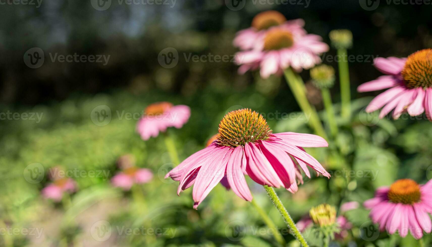 Echinacea purple flowers in lawn in summer. Healthy plant for strengthening immunity. photo