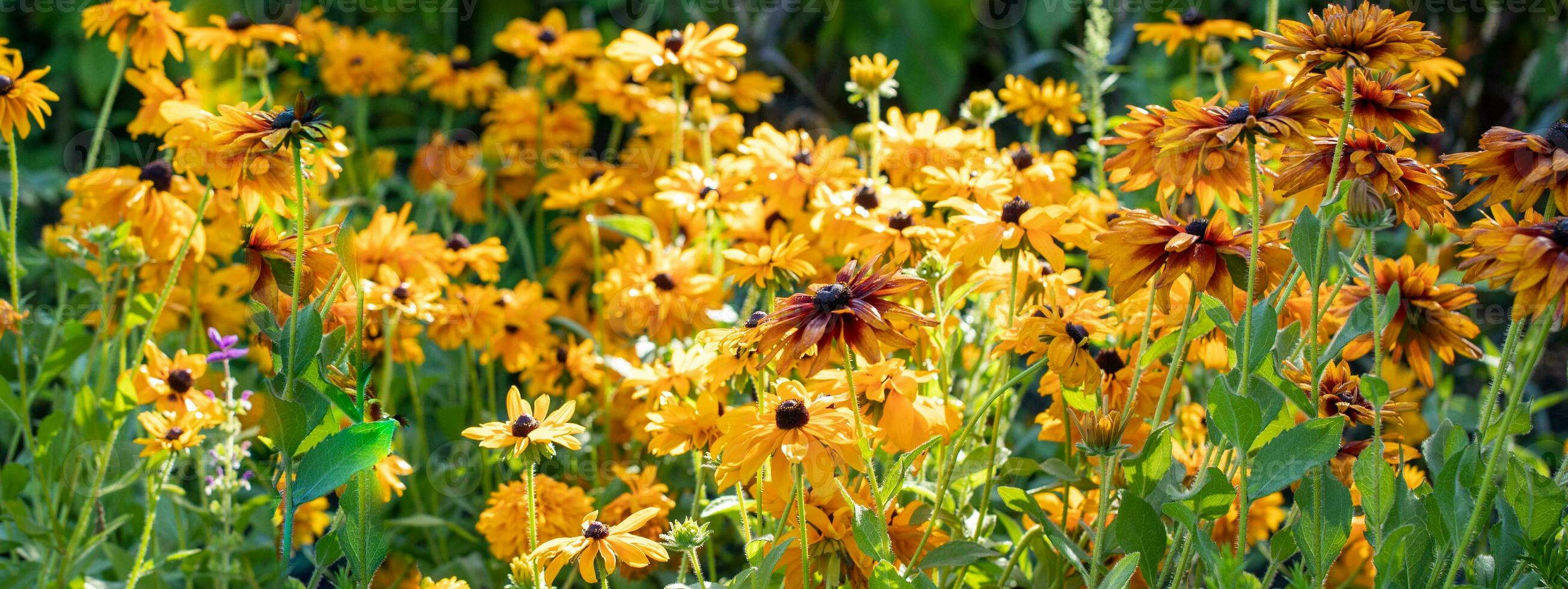 Floral wide banner with yellow flowers and bright green leaves. Blossoming flower bed. photo