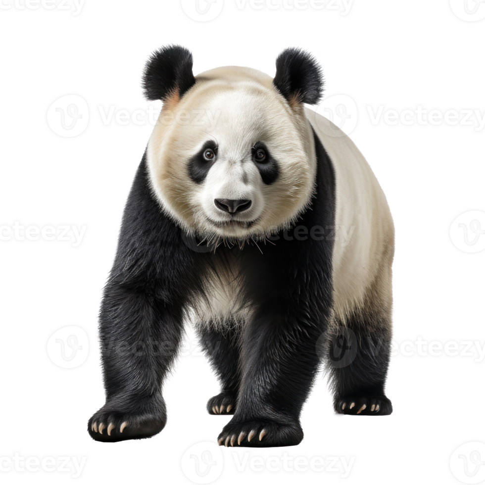 Cute panda bear isolated 26847579 PNG