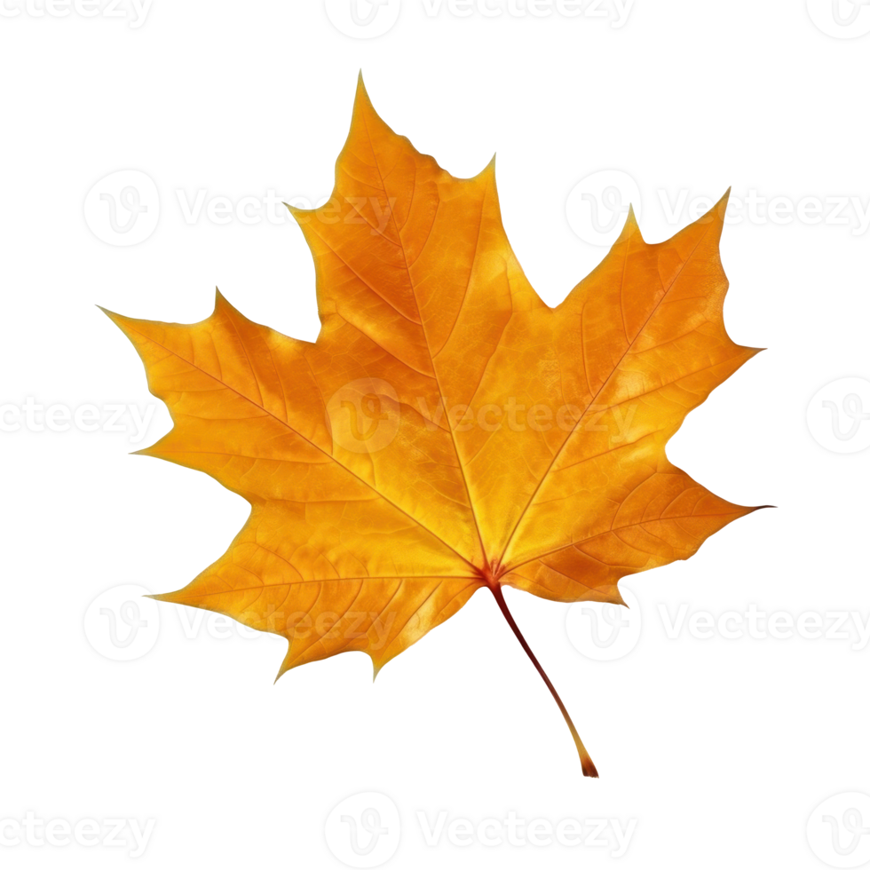 Autumn falling leaf isolated png