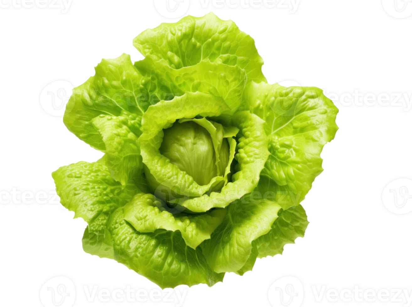 A green lettuce isolated png