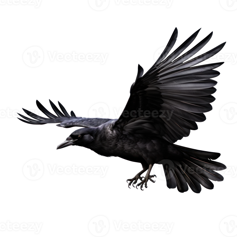 Flying black crow isolated png