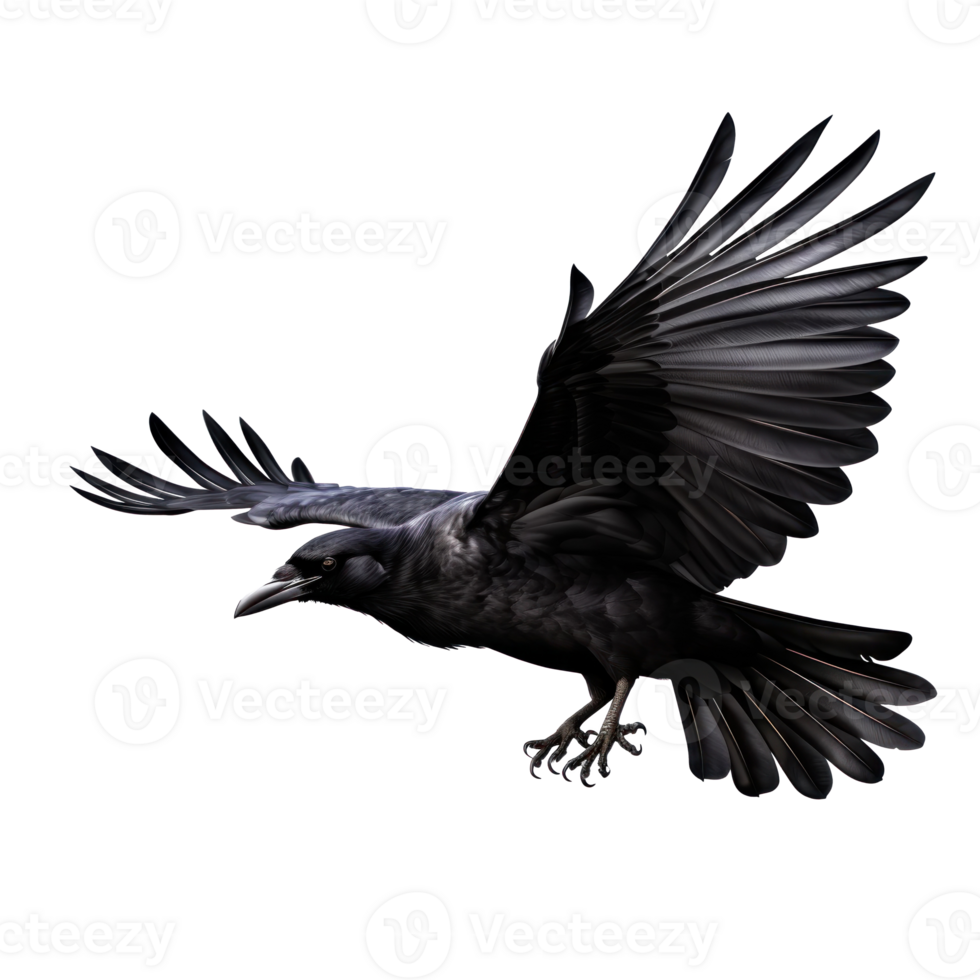 en volant noir corbeau isolé png