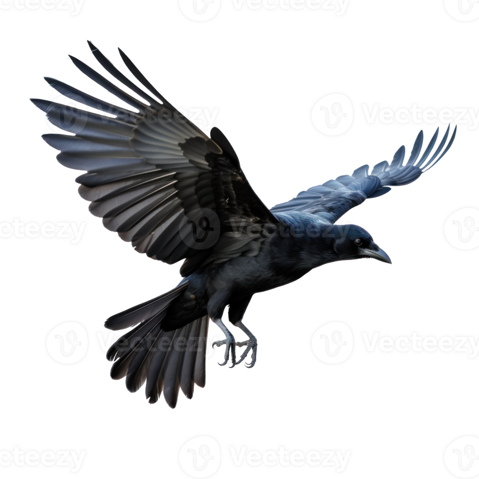 Flying black crow isolated png