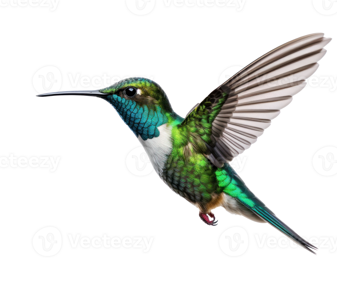 Flying hummingbird isolated png