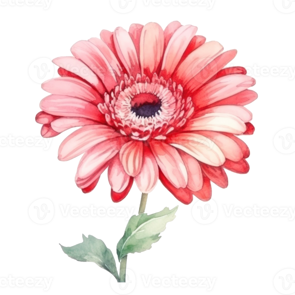 acquerello gerbera fiore isolato png