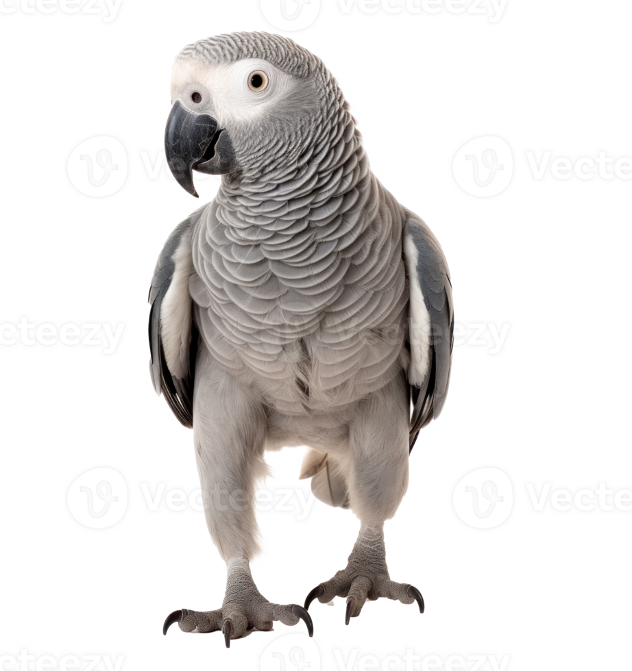 Grey parrot isolated png