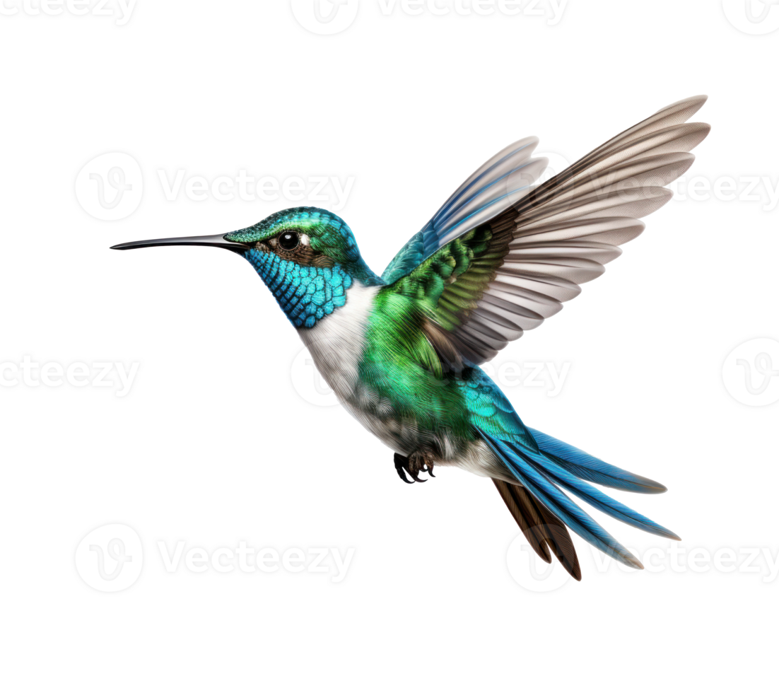 Flying hummingbird isolated png