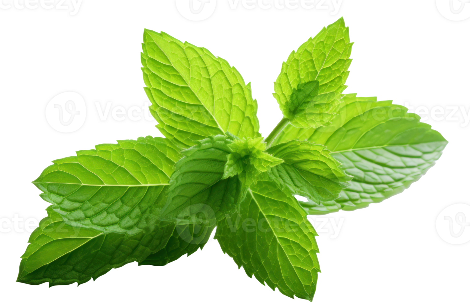 menthe vert feuille isolé png