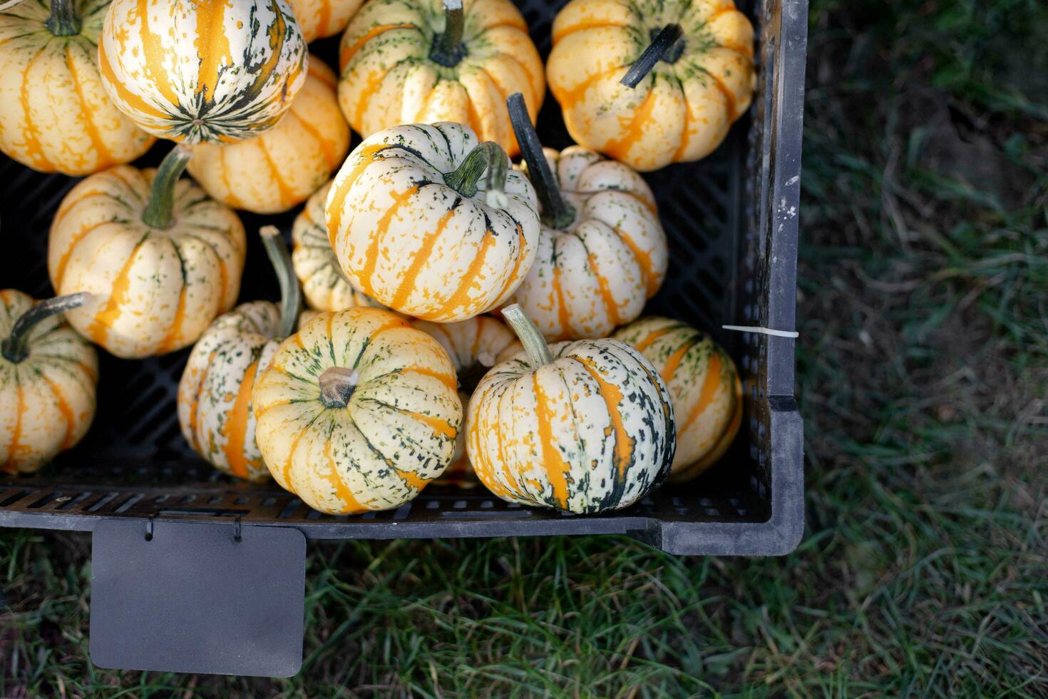 Pumpkins for sale at a Pumpkin Patch. Halloween and Autumn Pumpkins piled upon each other for sale at a farmers market. Orange green Pumpkins. photo