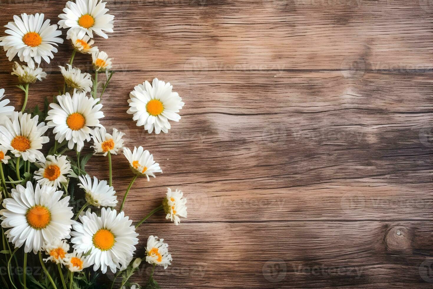 daisies upon daisies, 8x10 or 11x14 — jamie grill photography