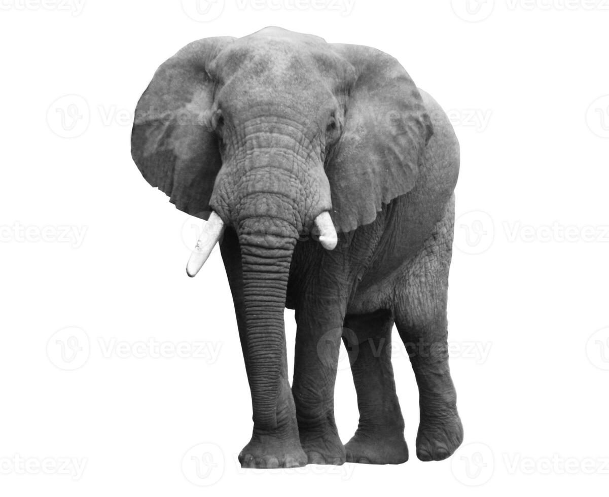 Black and white portrait of an African elephant on a white background. Wild animal photo