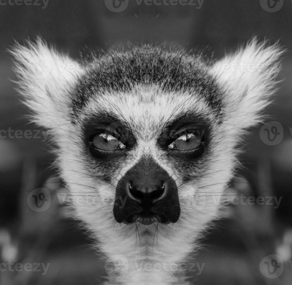 A beautiful black and white portrait of a monkey at close range that looks at the camera. Lemur. photo