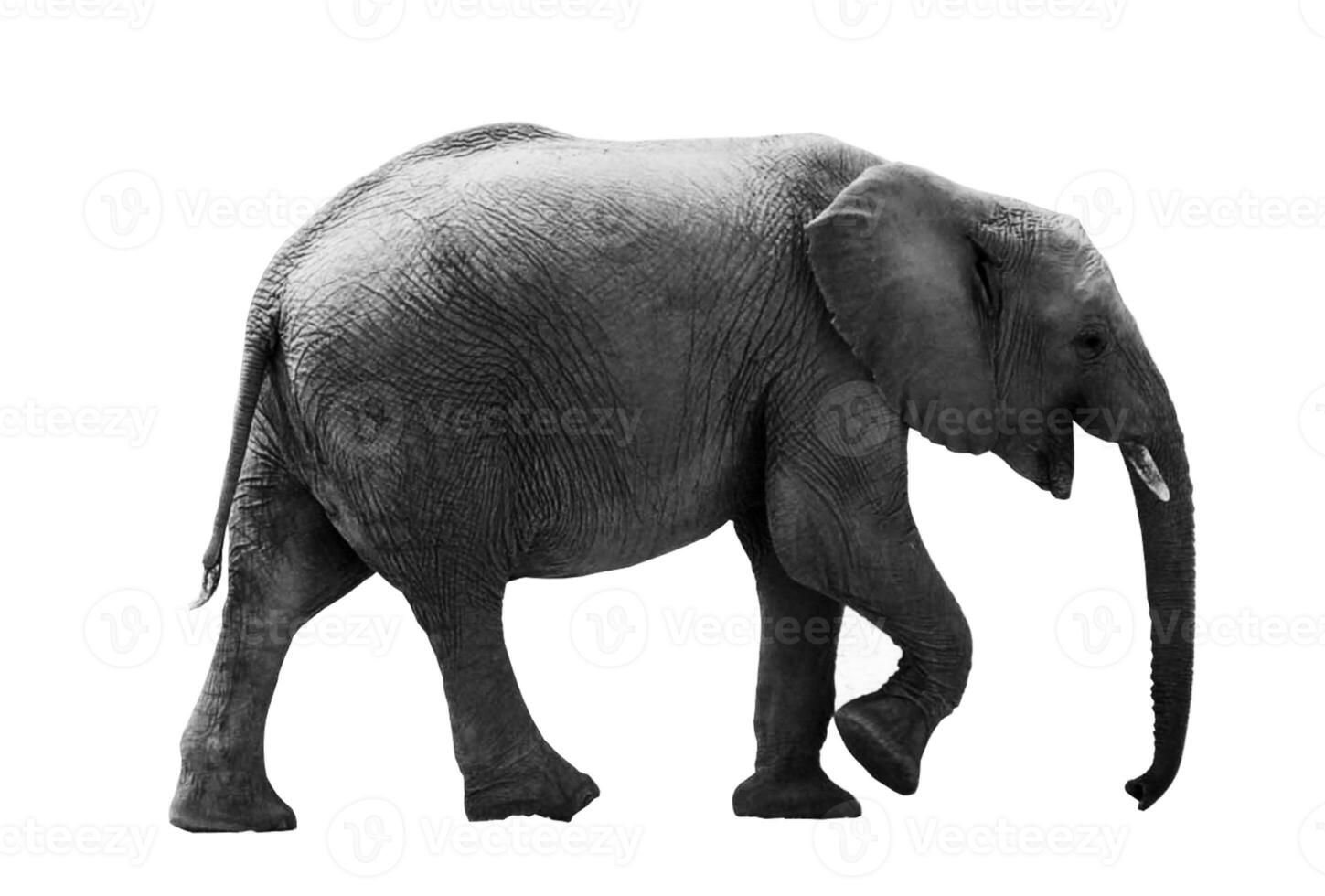 Black and white portrait of an African elephant on a white background. Wild animal photo