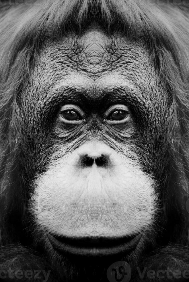 A beautiful black and white portrait of a monkey at close range that looks at the camera photo