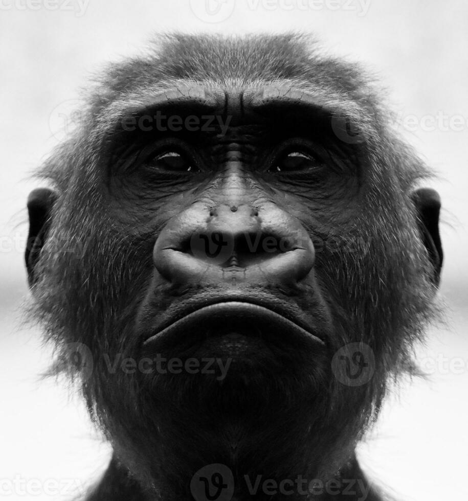 A beautiful black and white portrait of a monkey at close range that looks at the camera. Gorilla photo