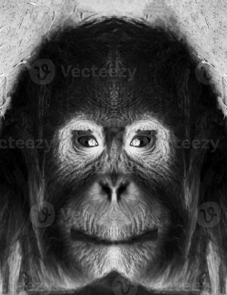 A beautiful black and white portrait of a monkey at close range that looks at the camera photo