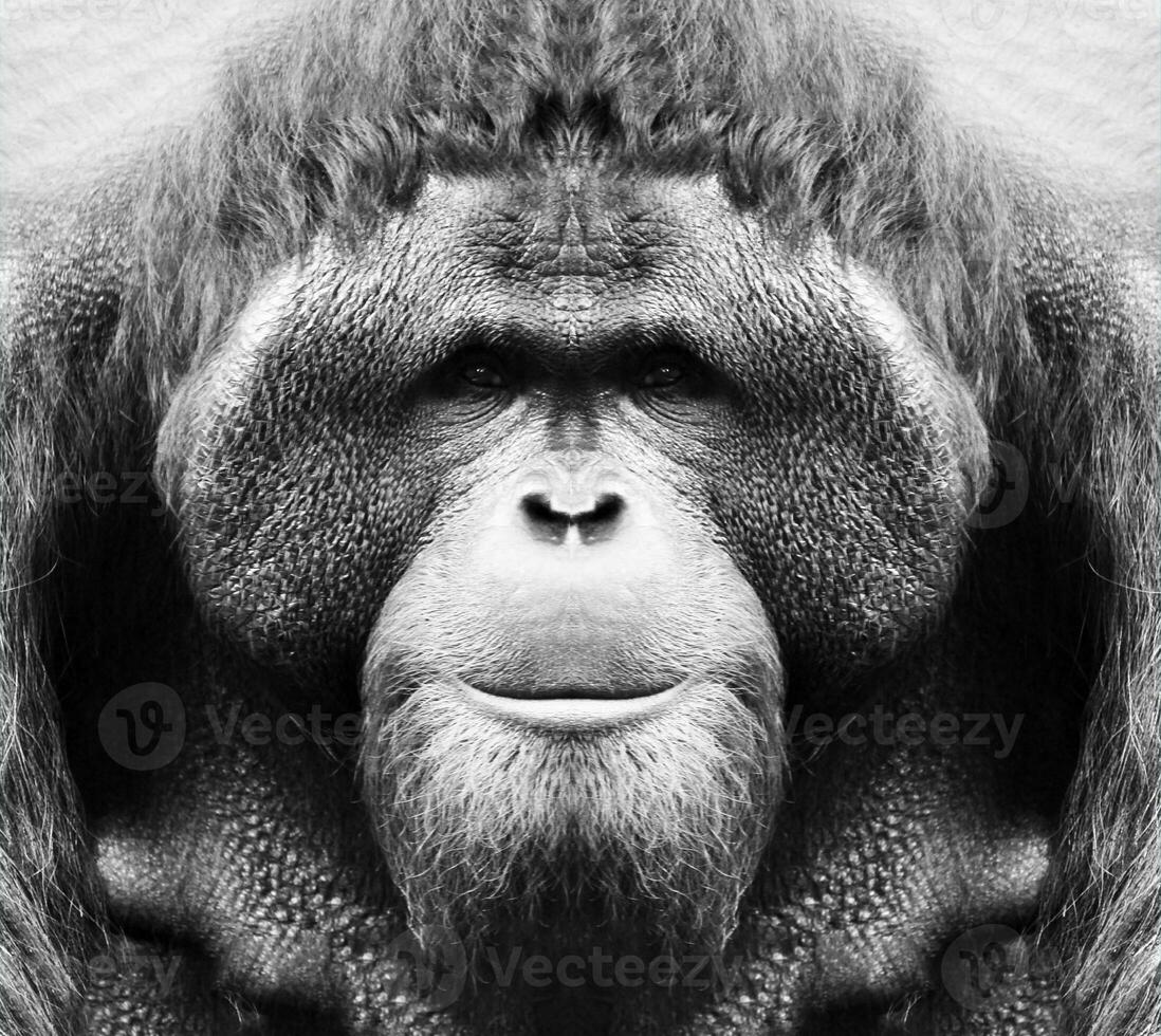 A beautiful black and white portrait of a monkey at close range that looks at the camera. Orangutan. photo