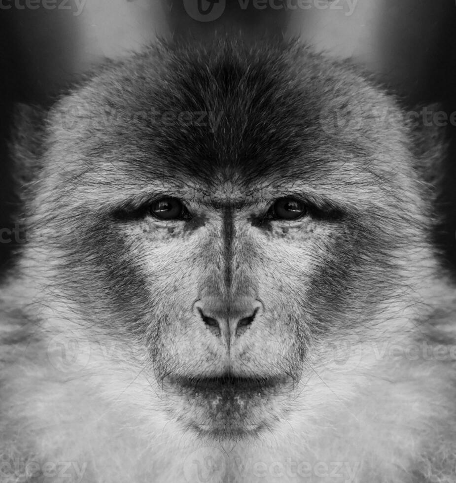 un hermosa negro y blanco retrato de un mono a cerca rango ese mira a el cámara. macaca, berbería, mago foto