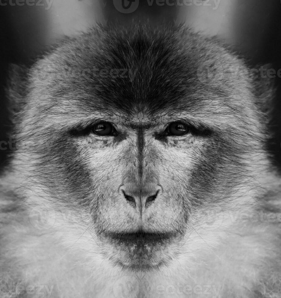 A beautiful black and white portrait of a monkey at close range that looks at the camera. Macaca, barbary, magot. photo